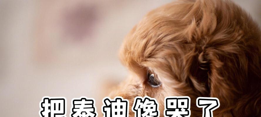 以泰迪什么都日怎么办（发现泰迪什么都日的秘密和解决方法）