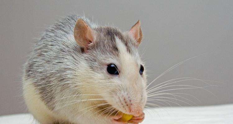 以都的鼠类物种多样性和特征（探索以都的鼠类物种，了解它们的习性和生态）