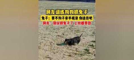 适合逮兔子的狗品种（选用正确的狗种能提高逮兔效率）