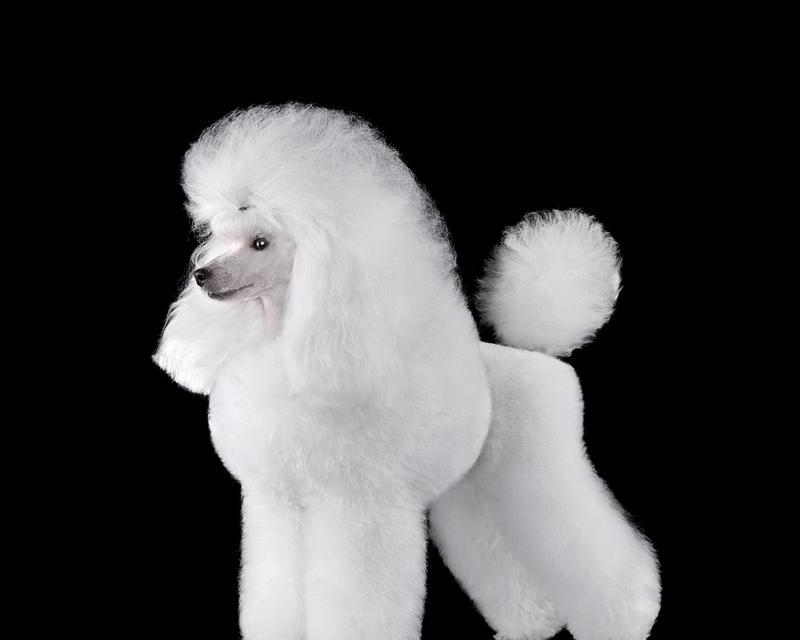 草地上的贵宾（探索未修剪的贵宾犬造型与个性的独特魅力）