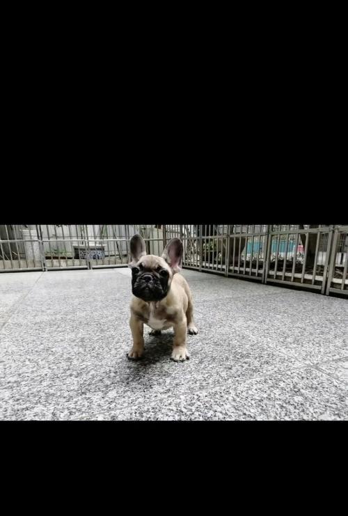 以法牛幼犬的饮食需求解析（了解以法牛幼犬的饮食需求，让它们健康成长）