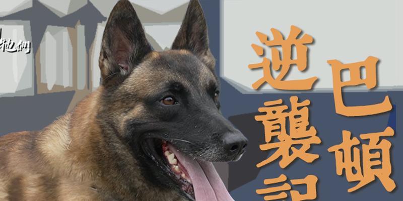 探索以巴顿犬的特点和历史（了解这一优秀工作犬的起源和特征）