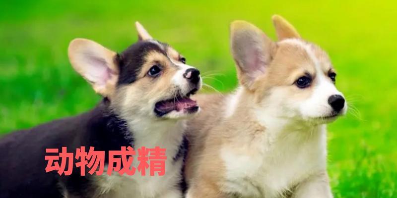 比熊幼犬为什么流泪？（探究比熊幼犬流泪的原因与处理方法）