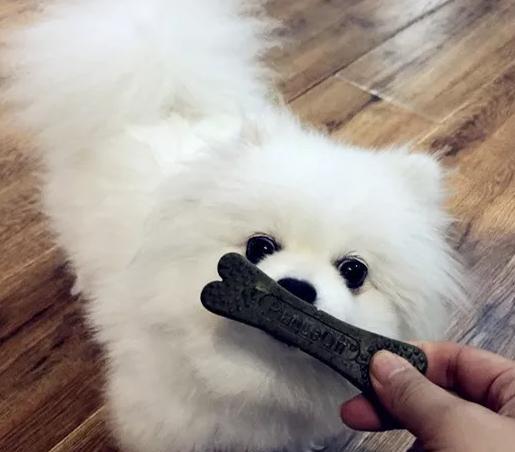 狗狗的抵抗力何时最强？（探索狗狗健康的关键时刻）