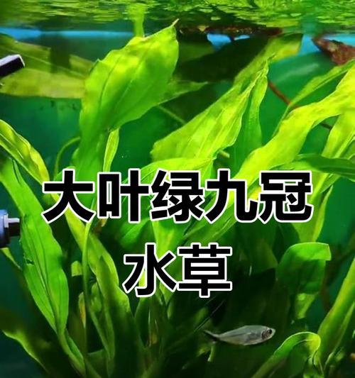 鱼缸水草肥料选择与使用指南（打造健康繁茂的水草环境，提升鱼缸观赏价值）