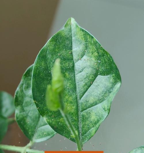养蜘蛛的好处与乐趣（探索自然奇妙世界，培养责任心和观察力）