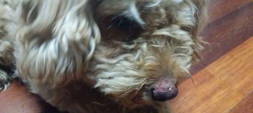 狗狗鼻子出血可能的疾病及治疗方法（宠物狗鼻子出血，小心这些疾病的可能原因！）