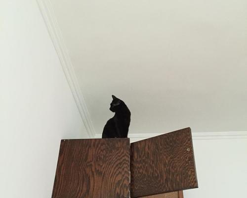 土猫打什么针？（保护土猫健康的关键-适时接种疫苗）