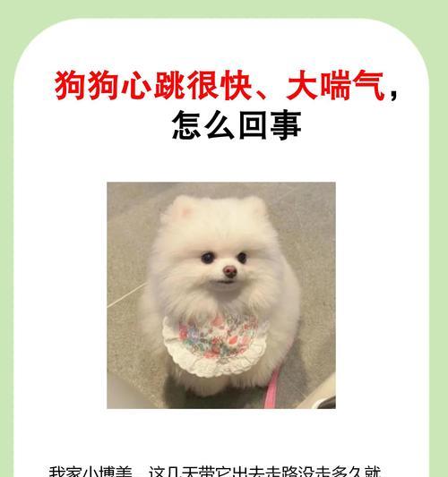 狗狗突然呼吸急促，你知道原因吗？（探究狗狗呼吸急促的可能原因及应对方法）