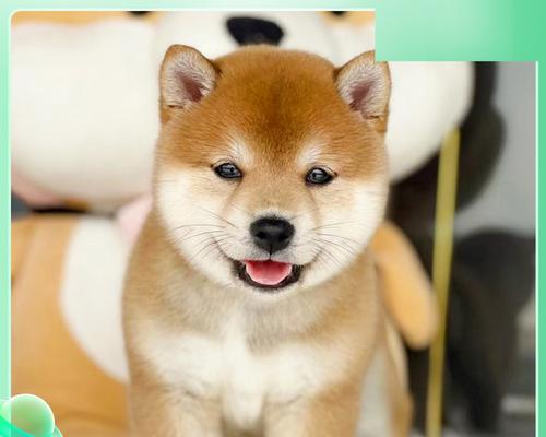 秋田双血统（探索秋田犬与秋田狐狸犬的双重血统及其独特特质）