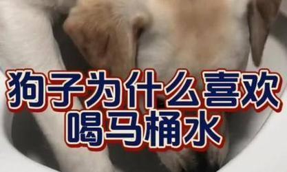 让狗狗上马桶，告别清理狗尿的烦恼（性的狗狗训练方式，让生活更轻松）