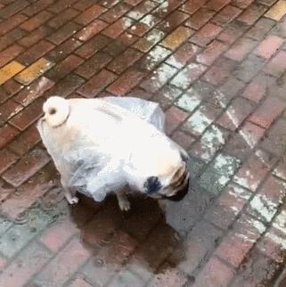 以狗下雨不吃是什么病？（探索为什么狗在下雨天不愿进食）