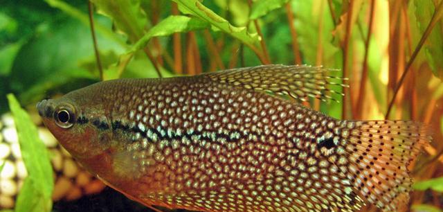 以水浅养鲤鱼，打造家庭观赏养殖新趋势（打造家庭水族箱的新宠，鲤鱼养殖的奥秘揭秘）