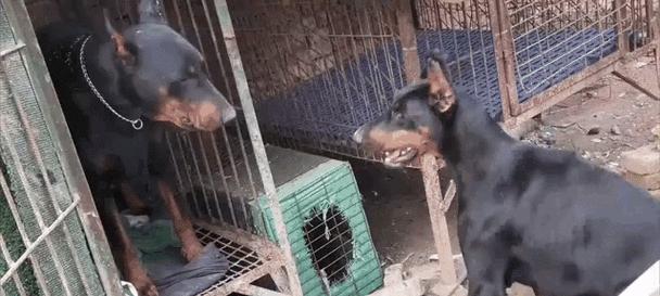 如何选择适合看家护院的动物（从狗、猫到守望相助的灵长类，哪种动物是最佳选择？）