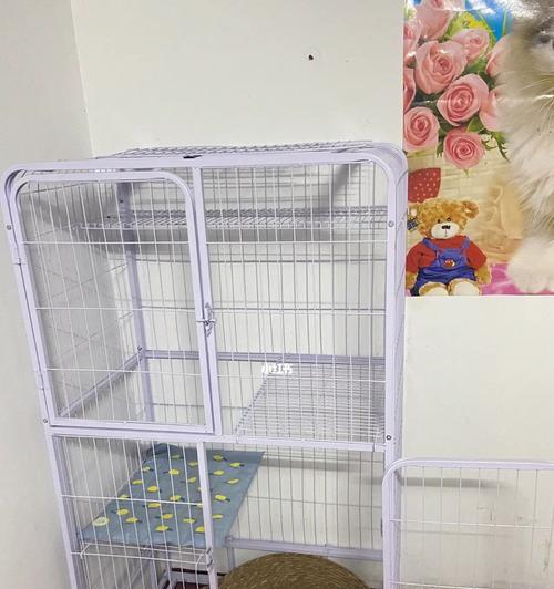 宠物猫5个月需要哪些用品？（了解猫咪成长的必备用品及其作用）