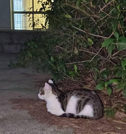揣手猫咪的趣味行为（解析猫咪为何喜欢揣手动作）