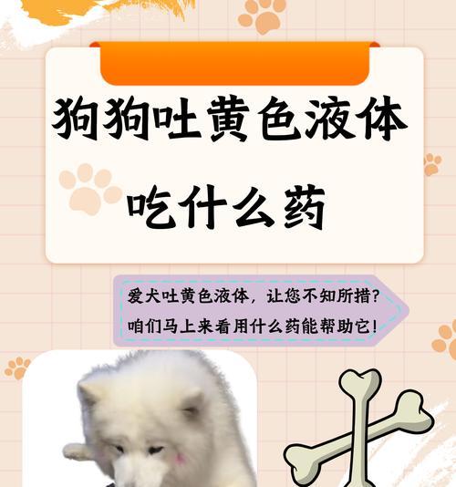 警惕！狗狗不能吃的食物有哪些？（保护你的爱犬，远离这些有害食物）