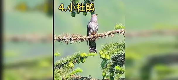 小鸟的叫声之美（探索小鸟叫声的魅力与多样性）
