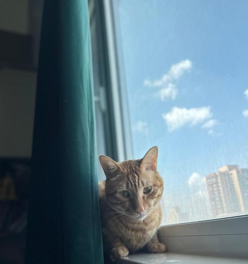 猫咪洗澡的最佳时间（探讨给猫咪洗澡的最佳时机）