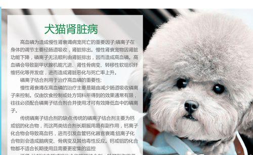 小狗肾脏衰竭（了解小狗肾脏衰竭的重要性及预防措施）