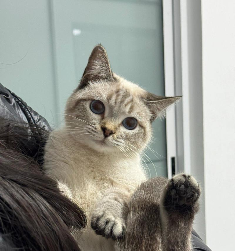 小猫的蹦蹦跳跳（探究小猫喜欢跑来跑去的原因）