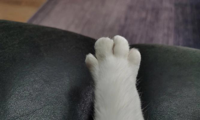猫爪子的奥秘（揭秘猫爪子的原理及其功能）