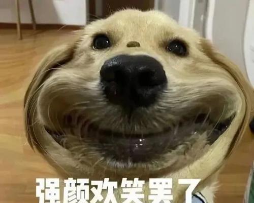 揭秘网络语狗狗的含义（探索网络语狗狗的起源与演变）