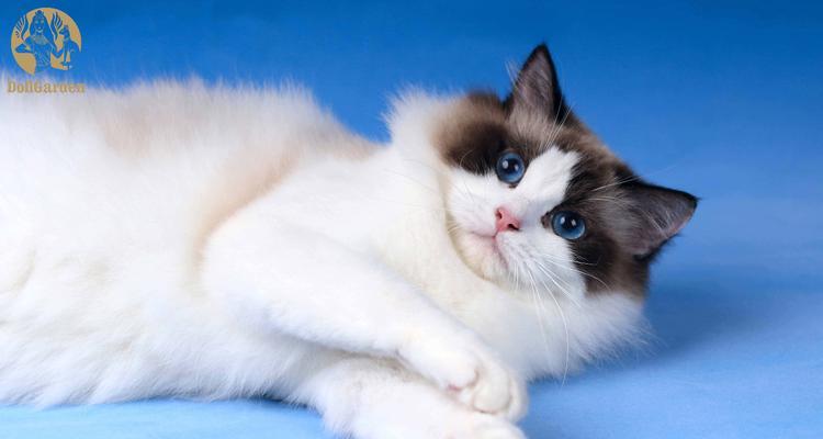 探索PKD（从基因突变到疾病风险，揭开猫PKD的奥秘）