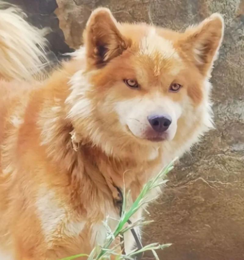 中华田园犬（了解中华田园犬的特点与魅力）