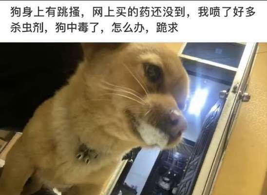 狗子中毒后的症状及处理方法（了解中毒狗子的常见症状和正确的处理方式，守护宠物健康）