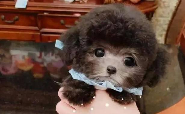 贵宾与泰迪（揭秘贵宾犬和泰迪犬的特点与区别）