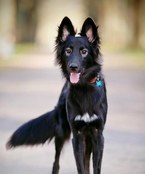 养黑狼犬的注意事项及养护技巧（了解黑狼犬特点，让它成为你的忠实伴侣）
