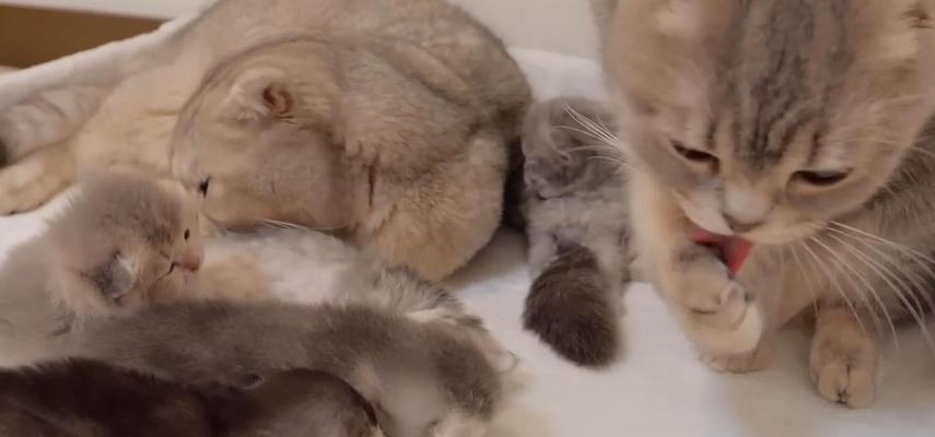 楼道里的猫咪乐园（为什么猫咪喜欢在楼道里打滚？）