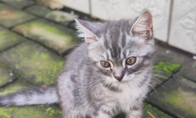 宠物猫疫苗的重要性（保护猫咪免受疾病侵害，）