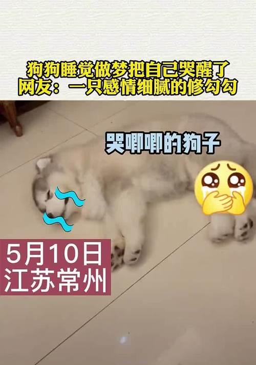 为什么狗狗每天早上5点就醒来了？（探究狗狗醒来时间的原因和解决办法）