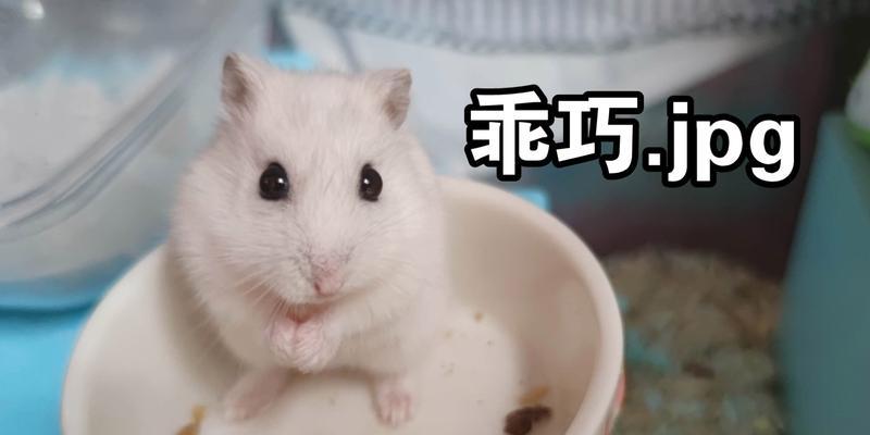 仓鼠金狐的饮食习性（探索仓鼠金狐的主要食物和营养需求）