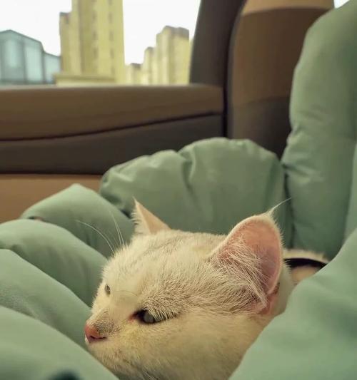 猫为何怕猫窝？（探究猫咪对猫窝的恐惧原因）