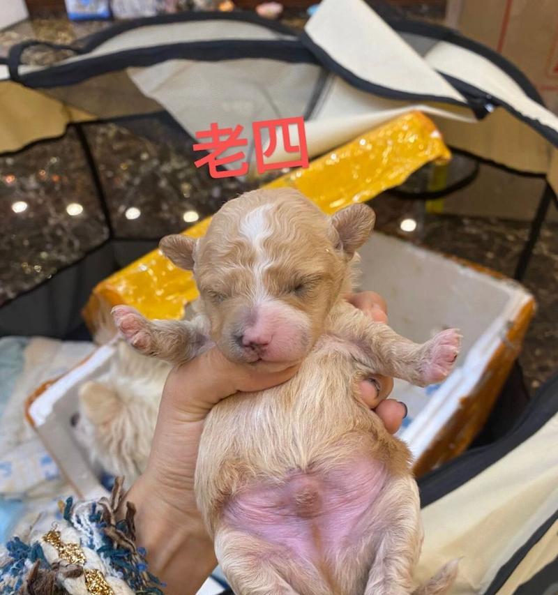 泰迪狗的眼睛何时睁开？（探究泰迪狗眼睛睁开的时间和变化）