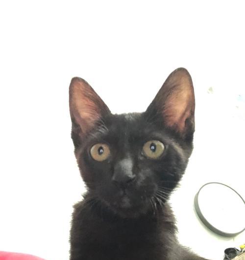 小猫脸部的变化奥秘（从可爱到成熟，小猫脸部的十五个变化揭秘）