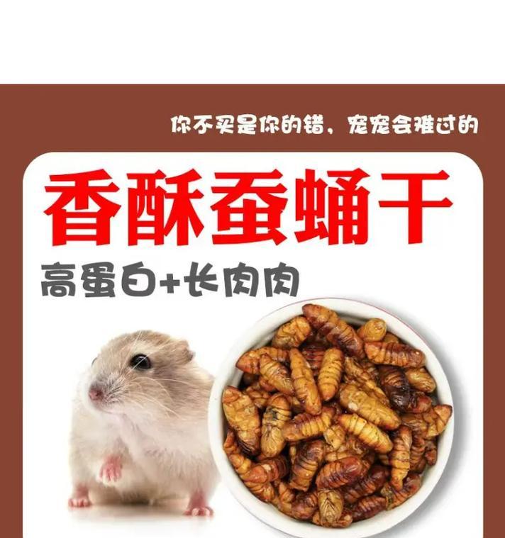 金丝熊一岁的粮食搭配与饲养方法（科学饲养让金丝熊健康成长）