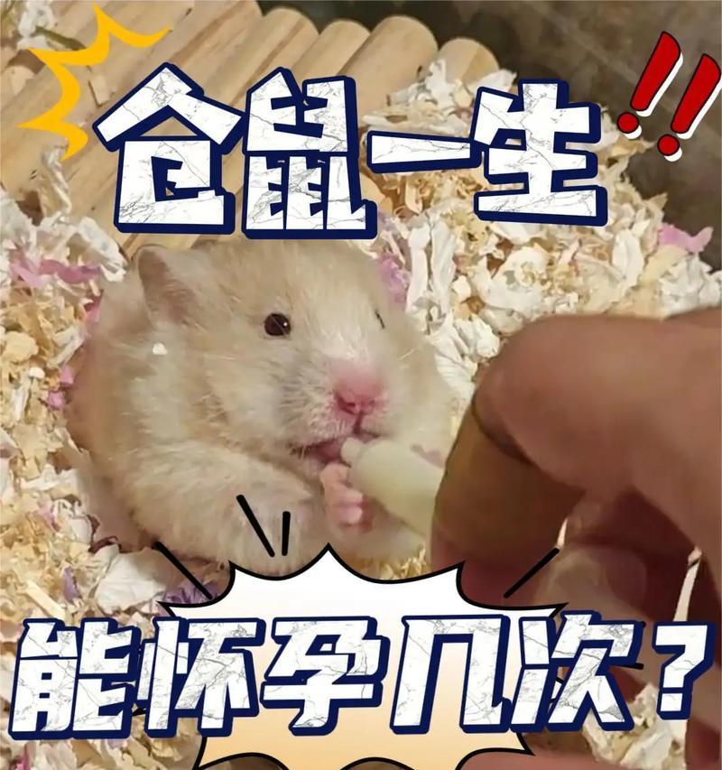 仓鼠的寿命之谜（探究仓鼠寿命短暂的原因及相关知识）