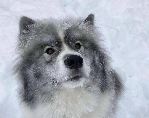 萨摩幼犬鼻子的颜色是什么？（探索萨摩幼犬鼻子颜色之谜）