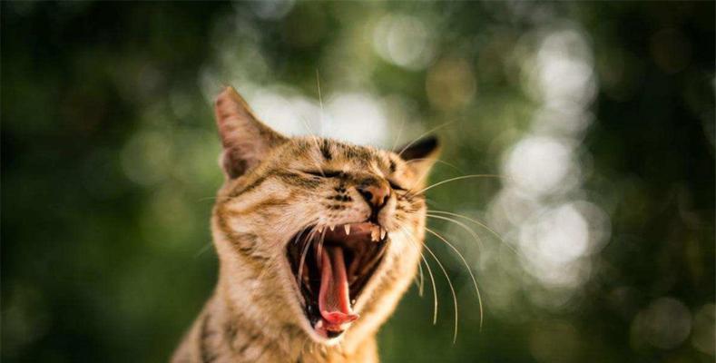 母猫满地打滚的原因及解释（揭秘母猫打滚的行为背后的奥秘）