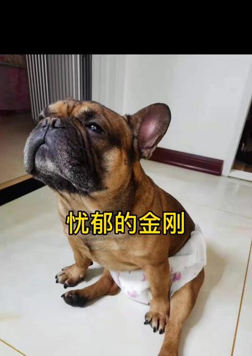 为什么法斗如此昂贵？（探究法斗价格高涨的原因及市场现状）