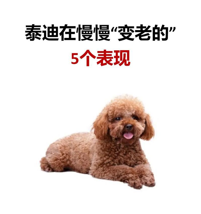 泰迪犬的毛色变化时机（探索泰迪犬毛色变化的时间和原因）