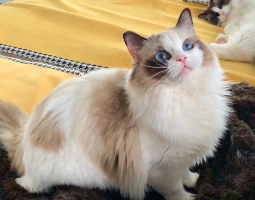 以猫玳瑁为主题的色彩协调艺术（探索猫玳瑁花纹的多样性与搭配技巧）