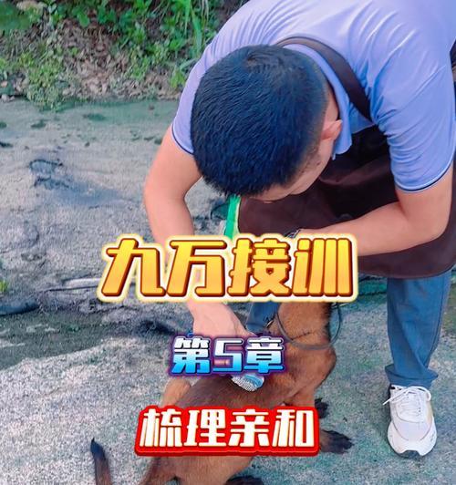 狗咬人的原因及预防方法（探究狗为何会咬人，保障人与狗的安全）