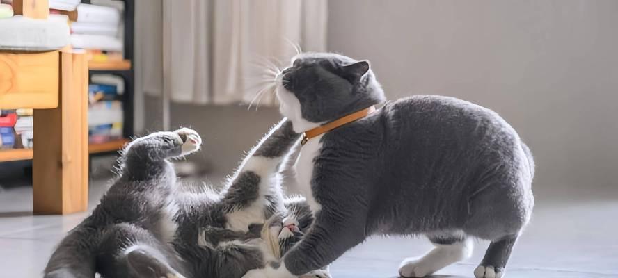 猫砂遇到尿会变什么样？（探究猫砂吸尿能力的关键因素）