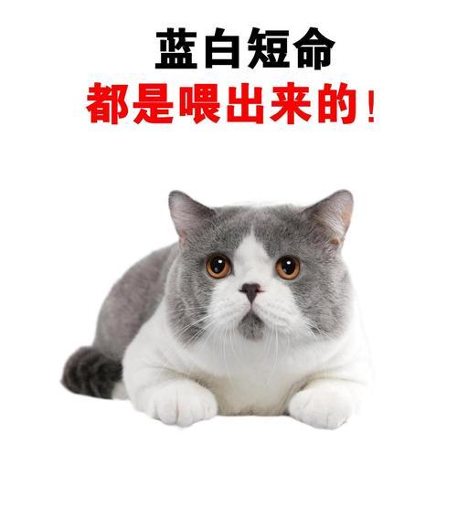 猫的饮食问题（用心呵护你的猫，合理安排它的饮食与营养）