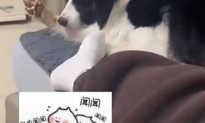 解决狗脚丫臭的问题（探究原因和提供解决方案）